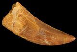 Serrated, Carcharodontosaurus Tooth - Real Dinosaur Tooth #183514-1